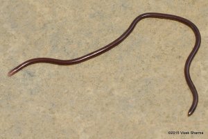 Slender Blind Snake Indotyphlops porrectus