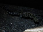 Doi Suthep Bow-fingered Gecko Cyrtodactylus doisuthep