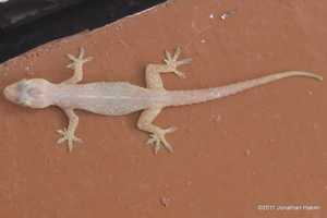 Spiny-tail House Gecko Hemidactylus frenatus